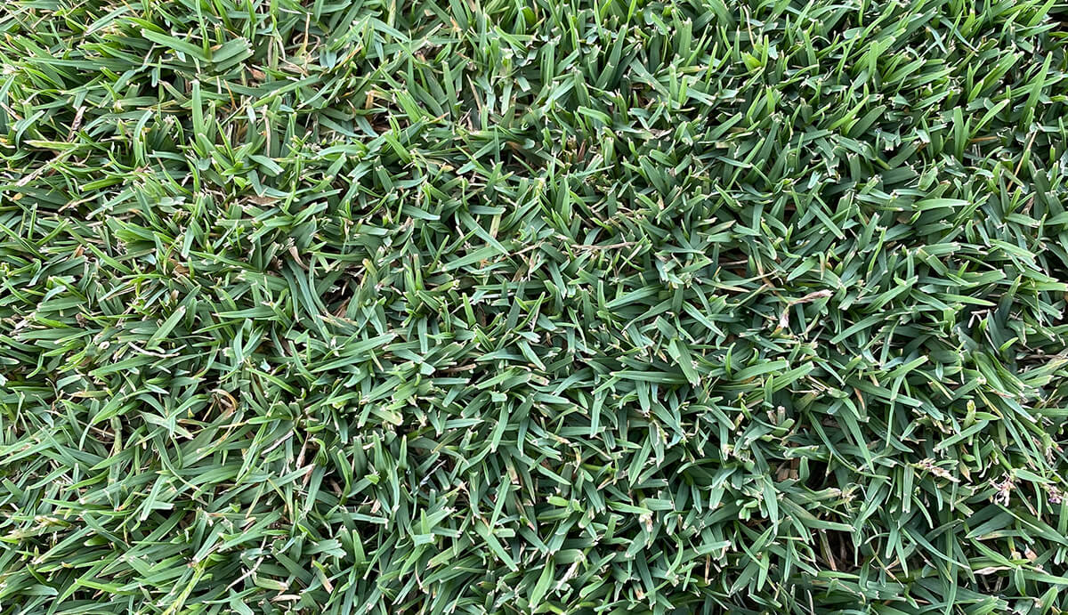 Turf Varieties - Grand Prix Couch
