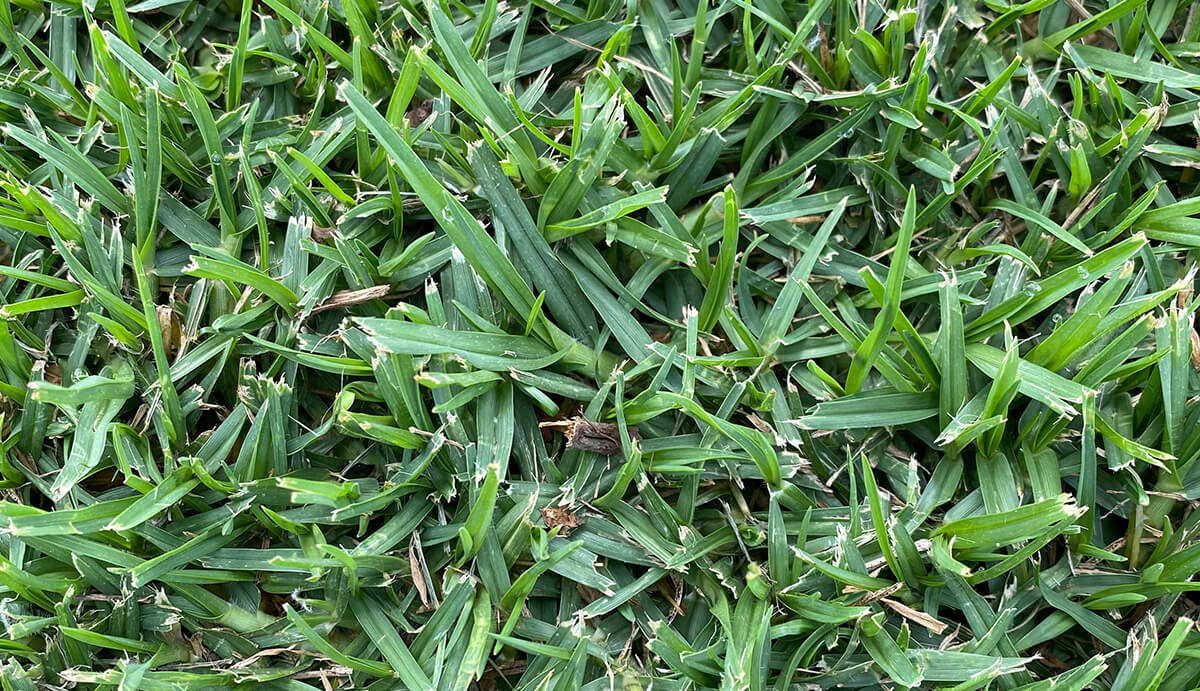 Turf Varieties - Kikuyu