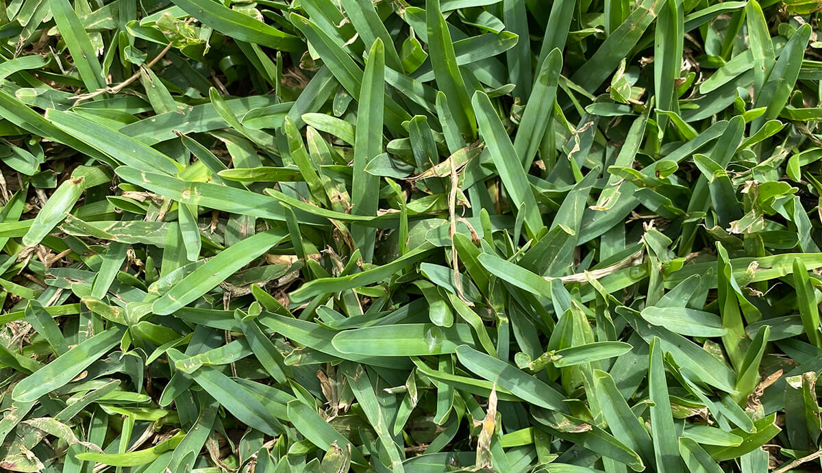 Turf Varieties - Kings Pride Buffalo