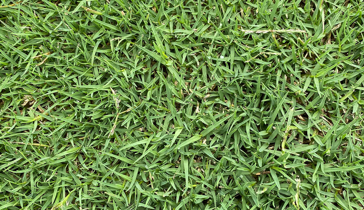 Turf Varieties - Santa Ana Couch