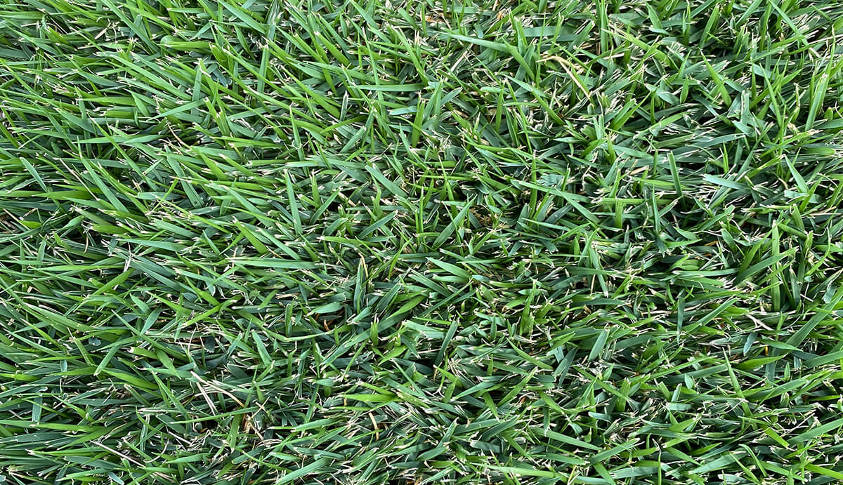 Turf Varieties - Shadetuff Zoysia