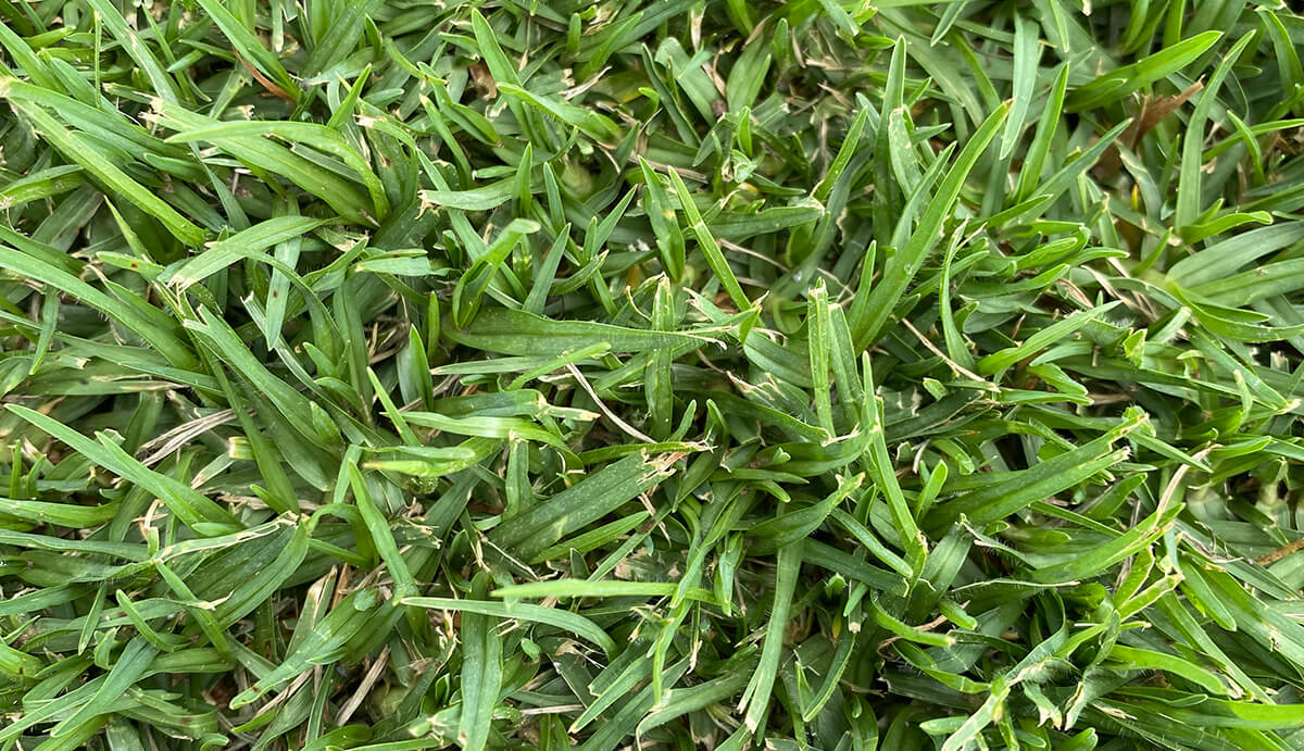 Turf Varieties - Village Green Kikuyu