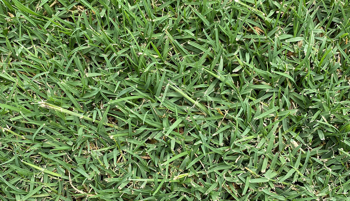 Turf Varieties - Star Xpress